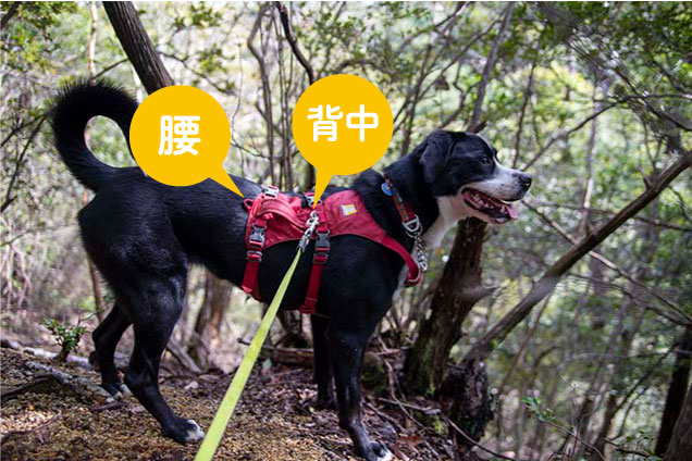 ラフウェアのハーネスはどれがオススメ？評判やサイズ感、全7