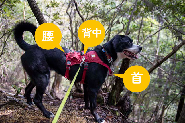 ラフウェアのフラッグラインハーネス】口コミをブログでご紹介