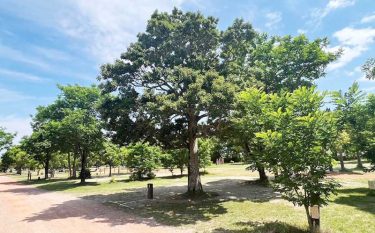 大淀西海岸ムーンビーチキャンプ場