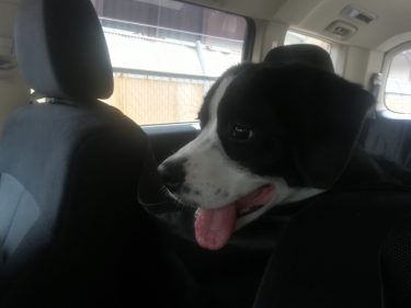 愛犬と車で長距離移動するときに大切なこと。我が家のスタイルをご紹介します！